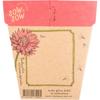 Sow 'n Sow Gift of Seeds Everlasting Daisy